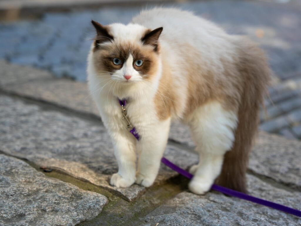 A fluffy white and brown cat wearing a purple harness and leash, standing on a stone pavement during an outdoor walk.