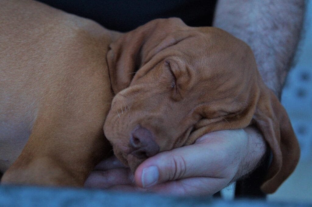 Sleeping brown puppy cradled gently in a person’s hand.