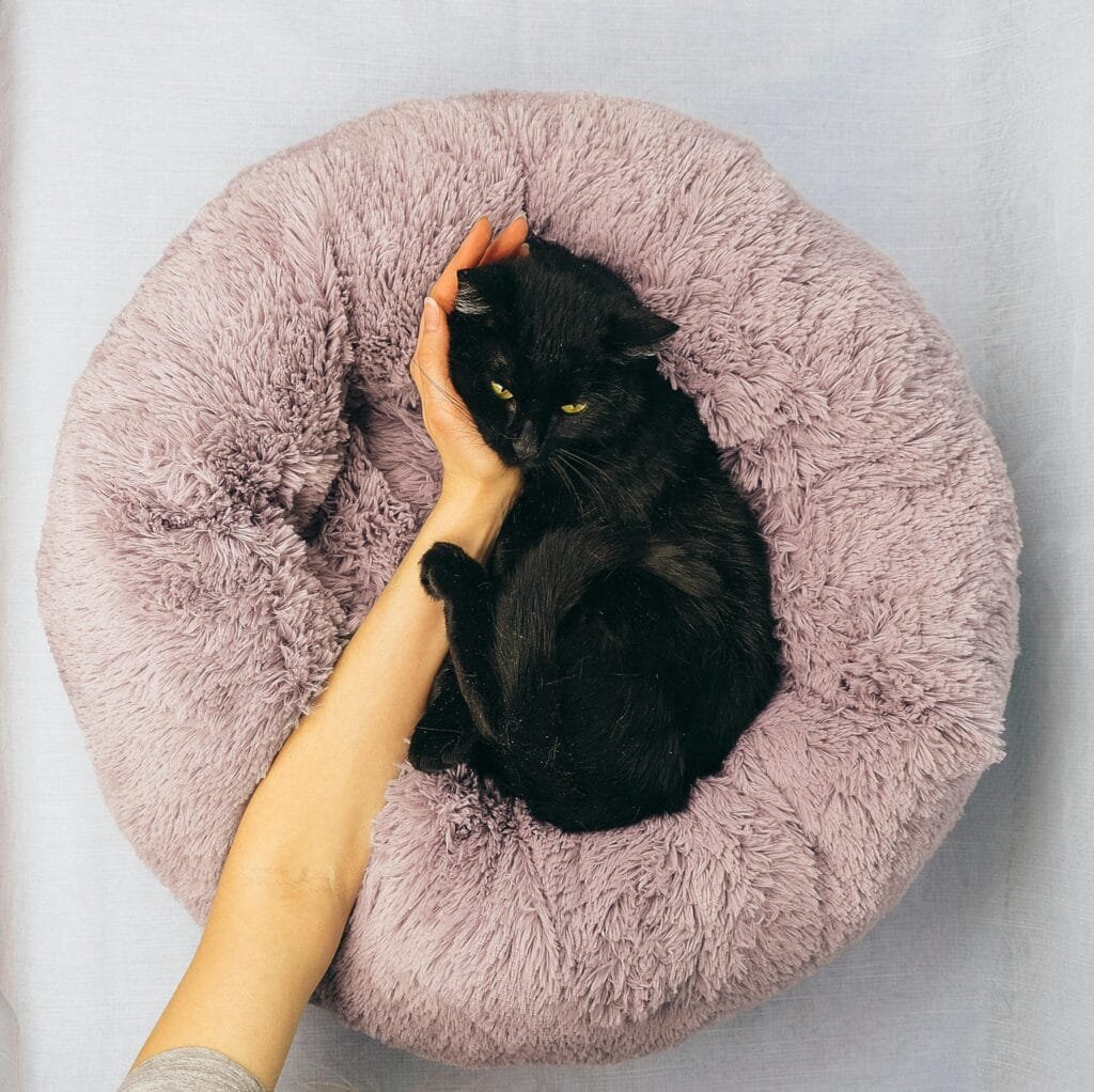 a person petting a black cat