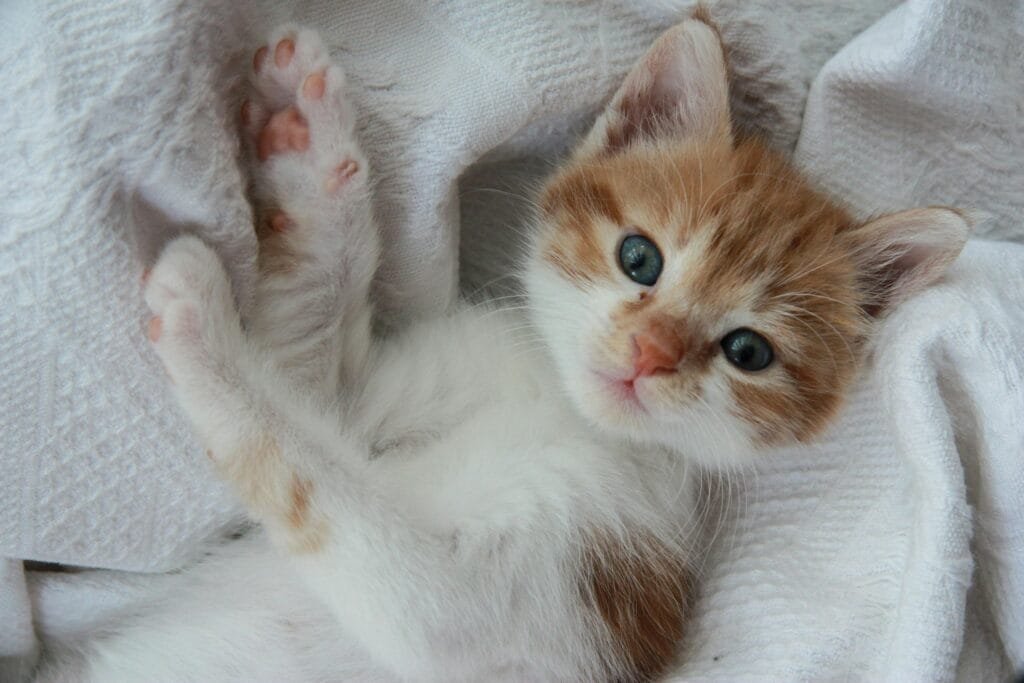 An adorable orange kitten relaxing on a soft white blanket, reflecting the gentle side of cat domestication and the bond between humans and felines.